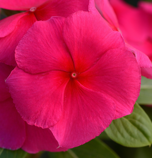 catharanthus-roseus-valiant-punch-cayenne-jasmine-madagascar-periwinkle-old-maid-vinca-rose-periwinkle