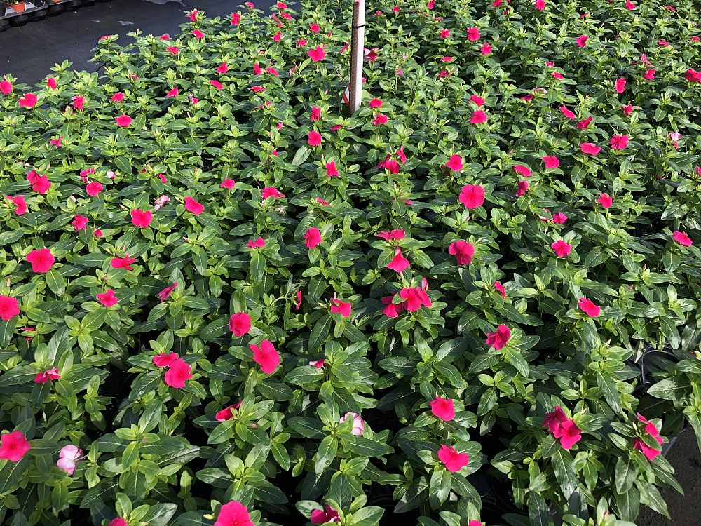 catharanthus-roseus-valiant-punch-cayenne-jasmine-madagascar-periwinkle-old-maid-vinca-rose-periwinkle