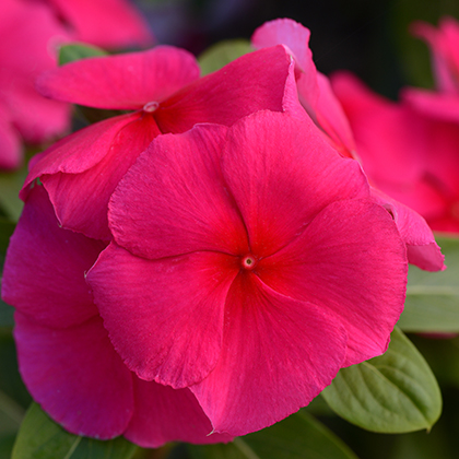 catharanthus-roseus-valiant-punch-cayenne-jasmine-madagascar-periwinkle-old-maid-vinca-rose-periwinkle