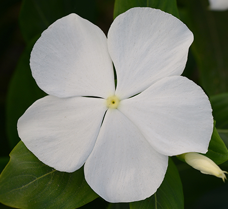catharanthus-roseus-valiant-pure-white-cayenne-jasmine-madagascar-periwinkle-old-maid-vinca-rose-periwinkle