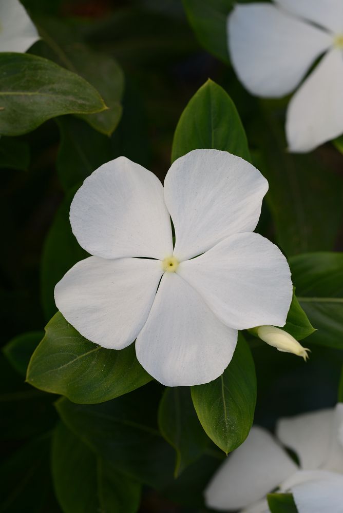catharanthus-roseus-valiant-pure-white-cayenne-jasmine-madagascar-periwinkle-old-maid-vinca-rose-periwinkle