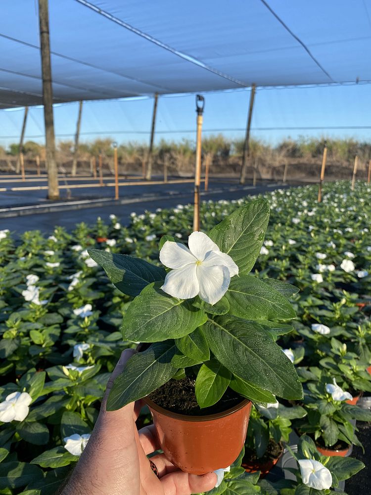 catharanthus-roseus-valiant-pure-white-cayenne-jasmine-madagascar-periwinkle-old-maid-vinca-rose-periwinkle
