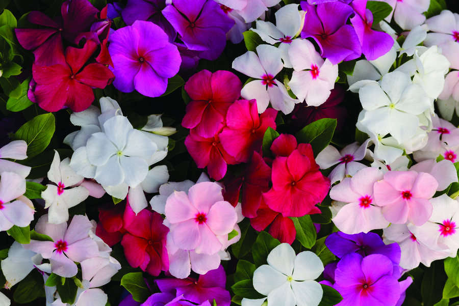 catharanthus-roseus-vinca-madagascar-periwinkle
