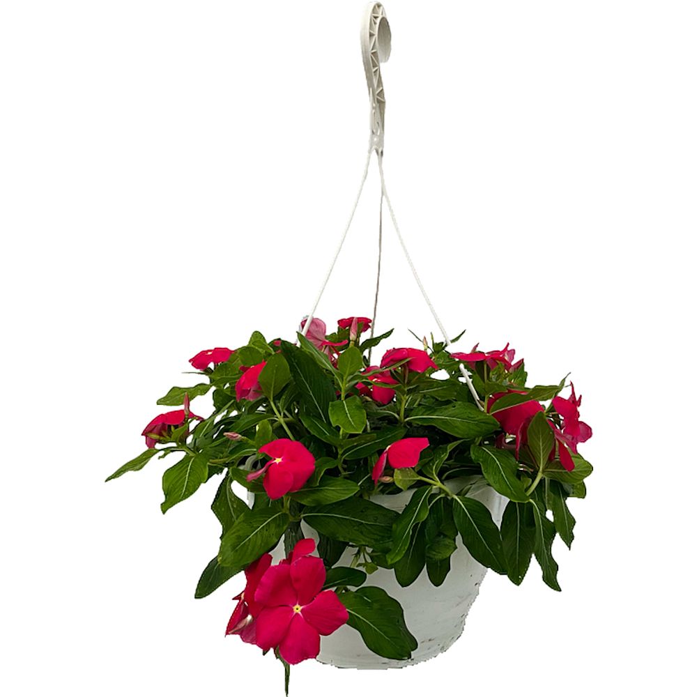 catharanthus-roseus-vinca-madagascar-periwinkle