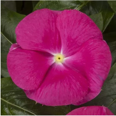 catharanthus-roseus-vinca-madagascar-periwinkle