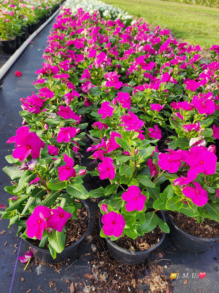 catharanthus-roseus-vinca-madagascar-periwinkle