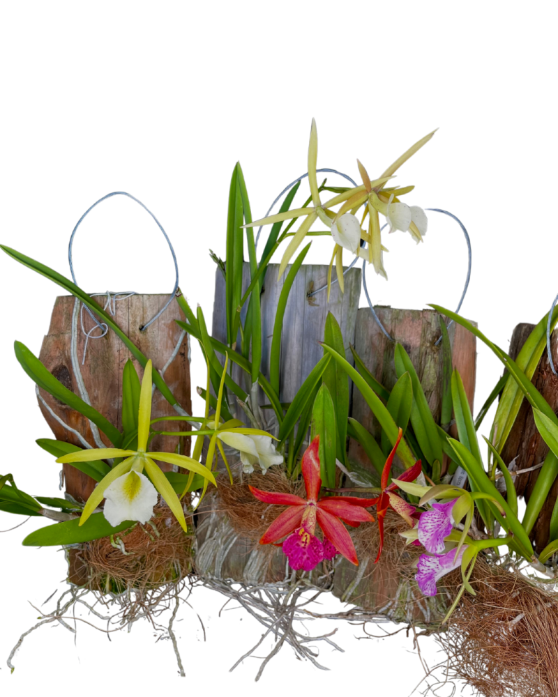 cattleya-bicolor-bicolored-cattleya-species-orchid