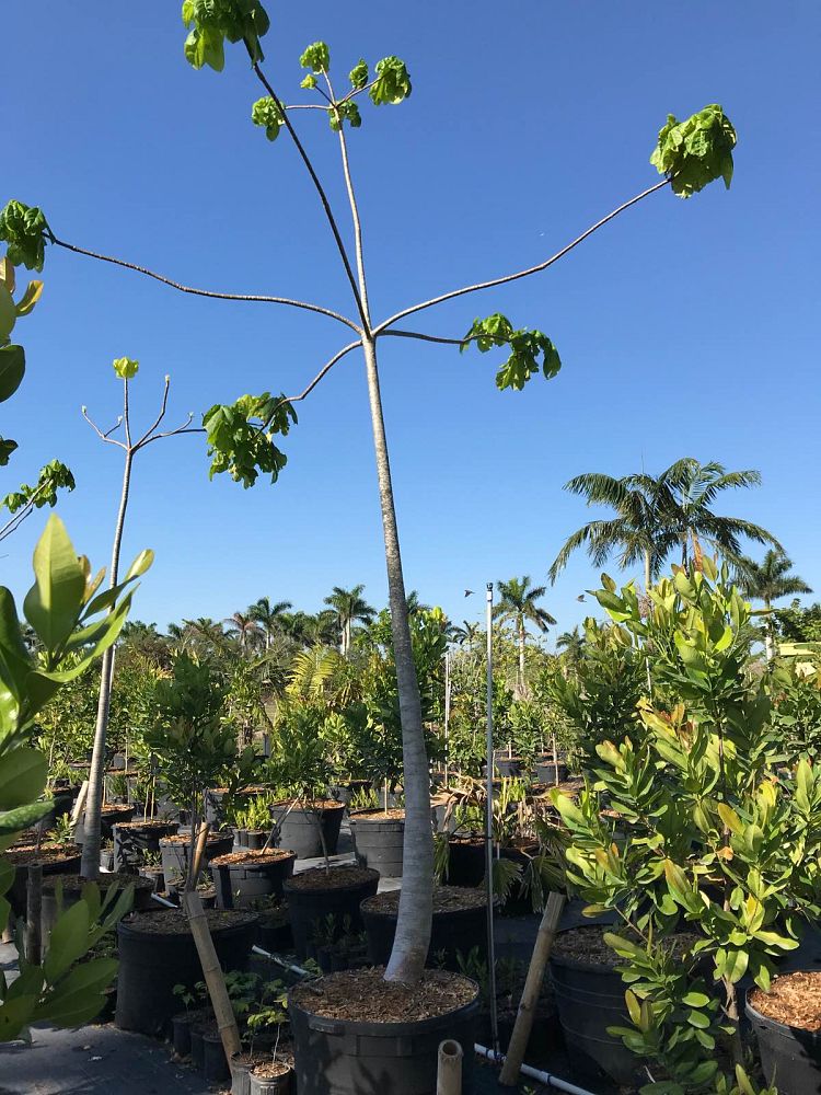 cavanillesia-plantanfolia-cuipo