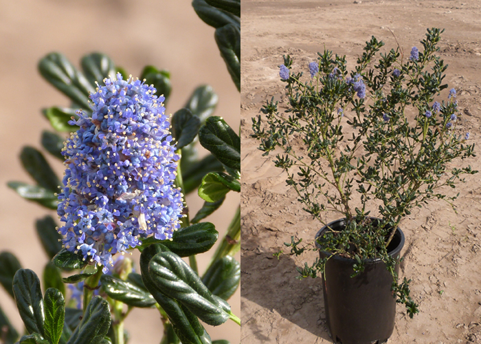 ceanothus-concha-california-lilac