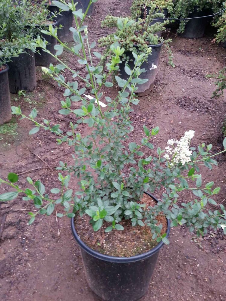 ceanothus-thyrsiflorus-snow-flurry-blue-blossom