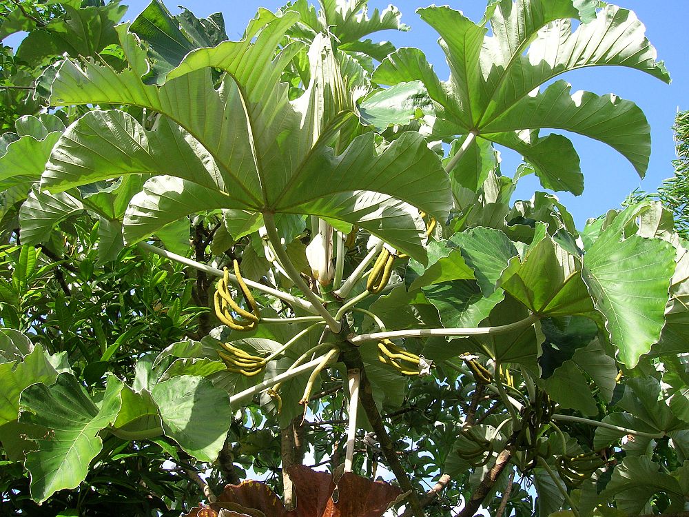 cecropia-palmata-cecropia-obtusifolia-trumpet-tree-guarumo-snakewood