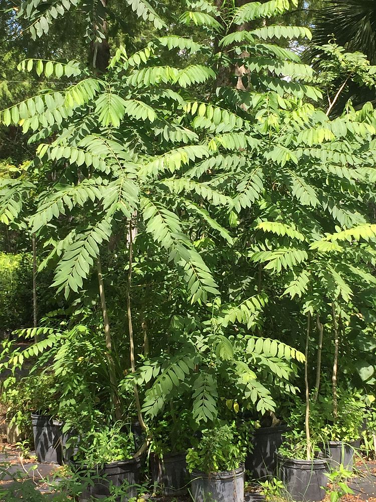 cedrela-odorata-spanish-cedar