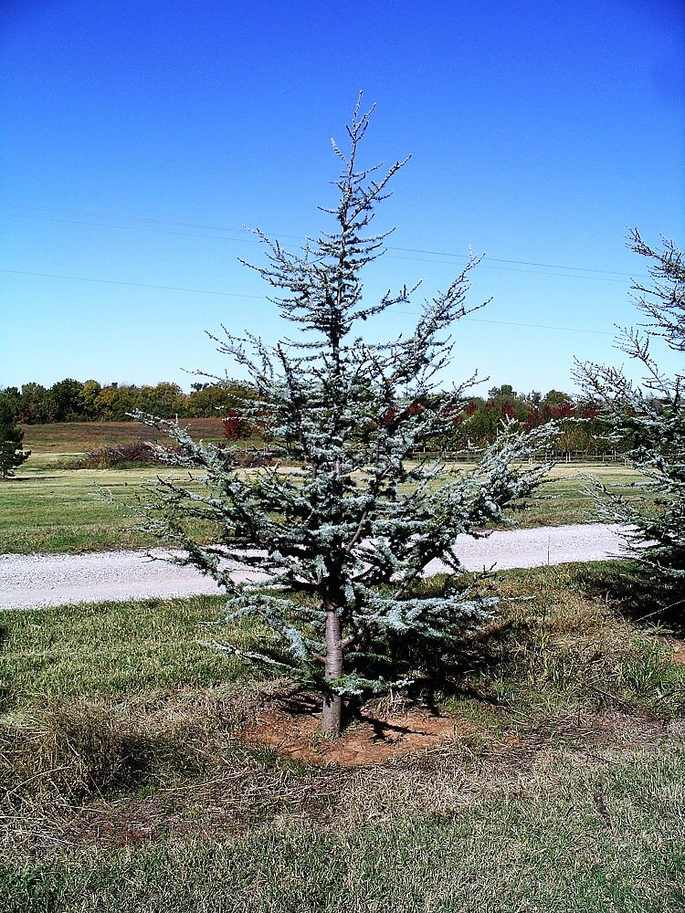 cedrus-atlantica-glauca-blue-atlas-cedar