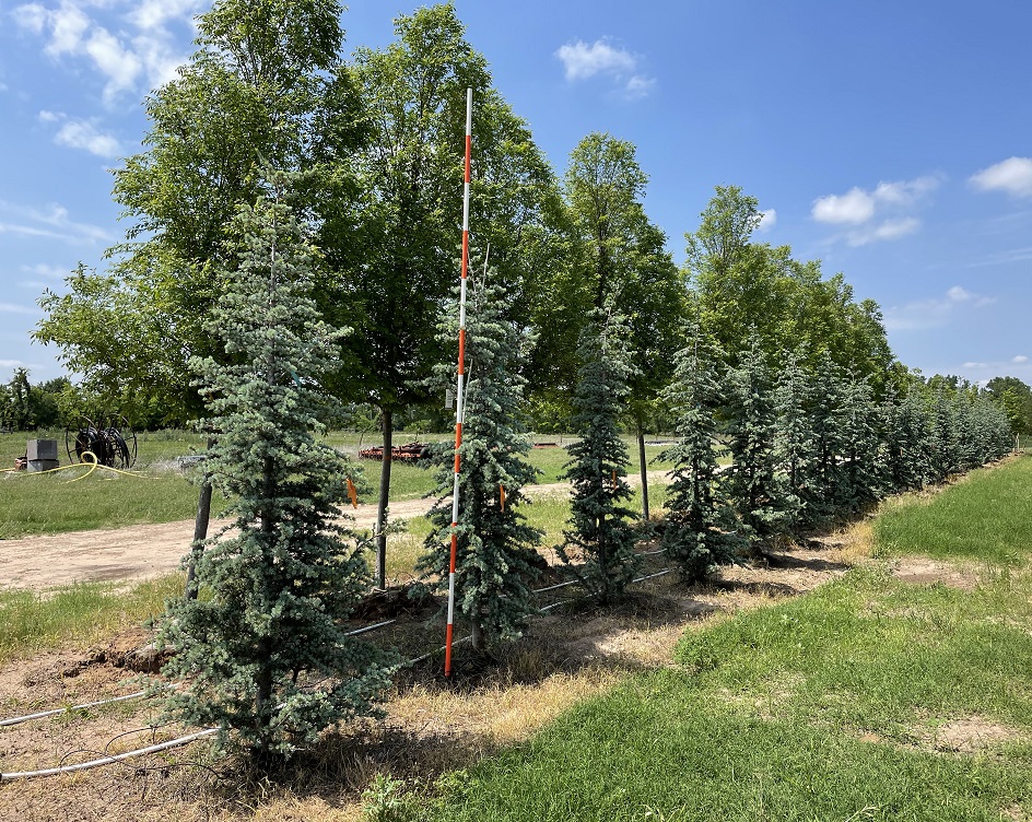 cedrus-atlantica-glauca-blue-atlas-cedar