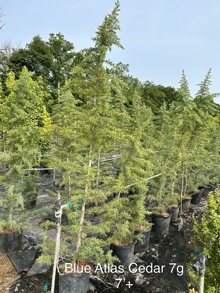 cedrus-atlantica-glauca-blue-atlas-cedar