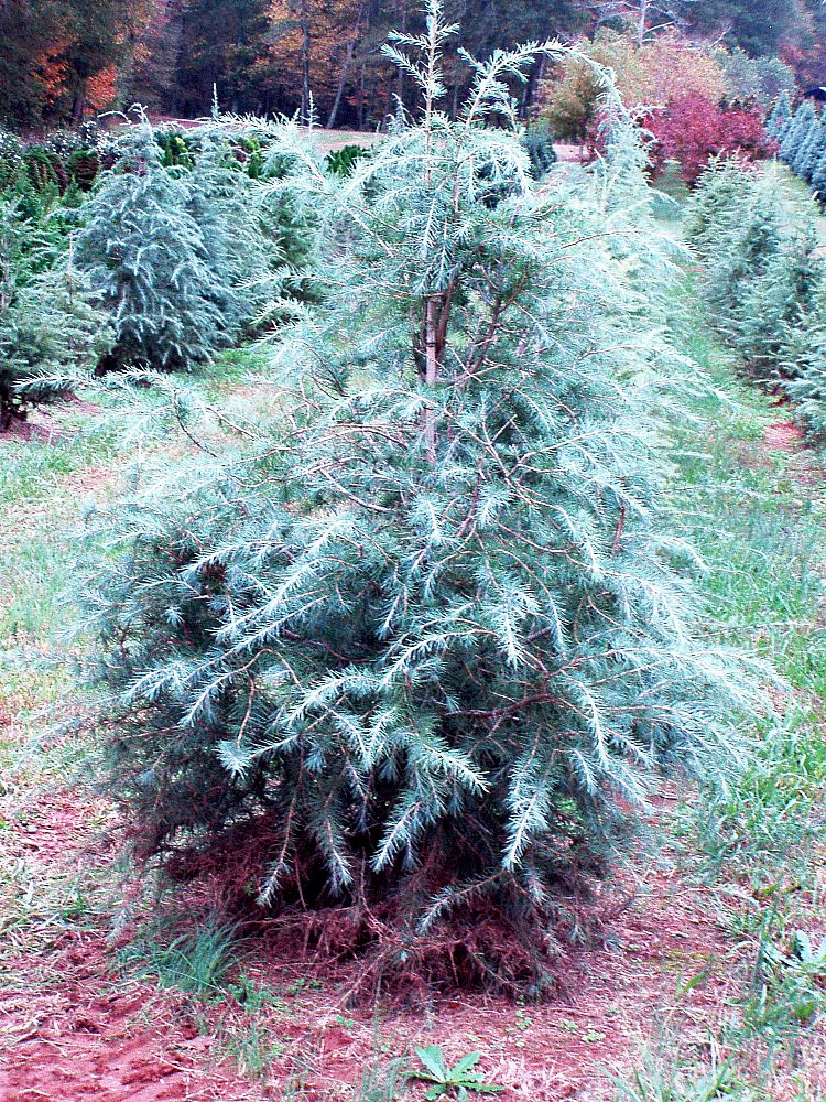cedrus-deodara-deodar-cedar-himalayan-cedar