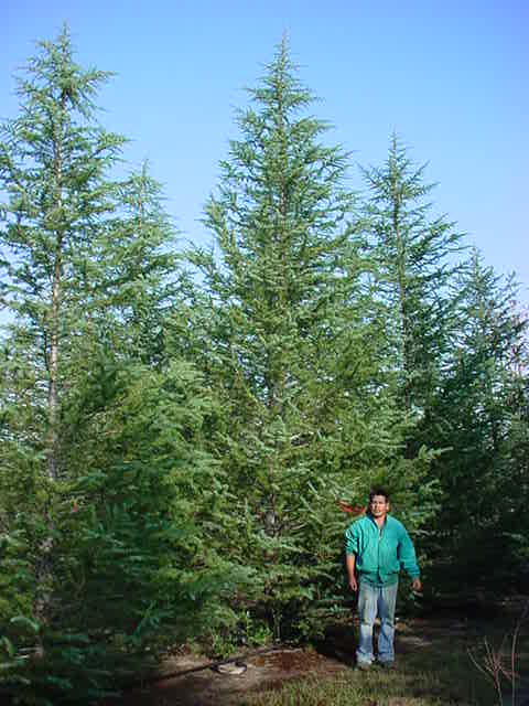 cedrus-deodara-deodar-cedar-himalayan-cedar