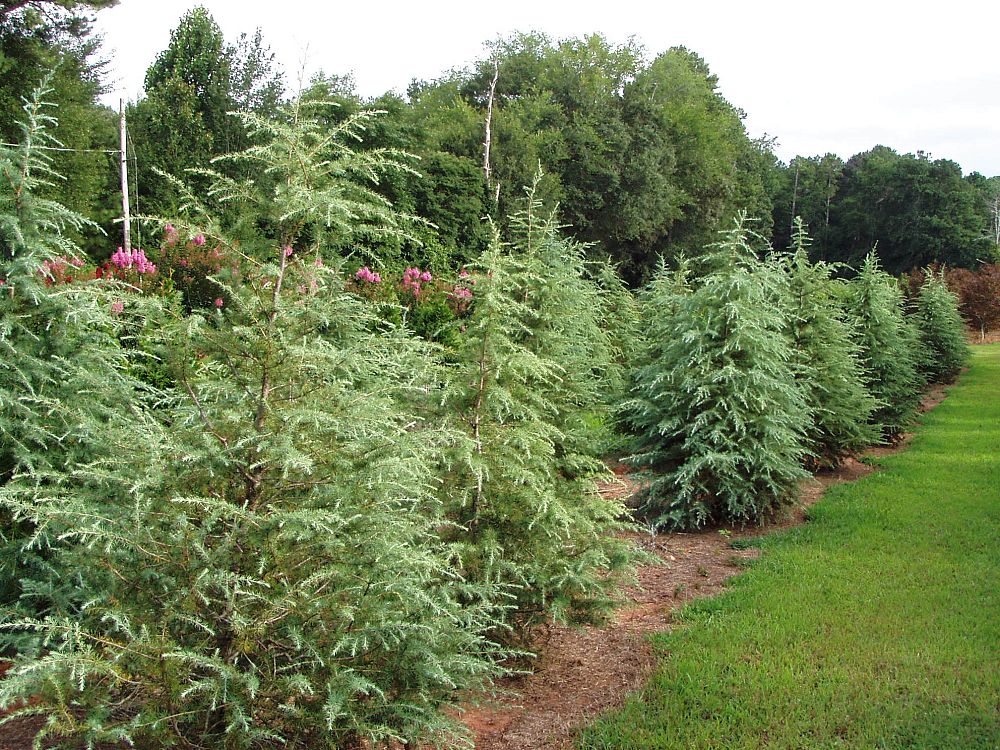 cedrus-deodara-deodar-cedar-himalayan-cedar
