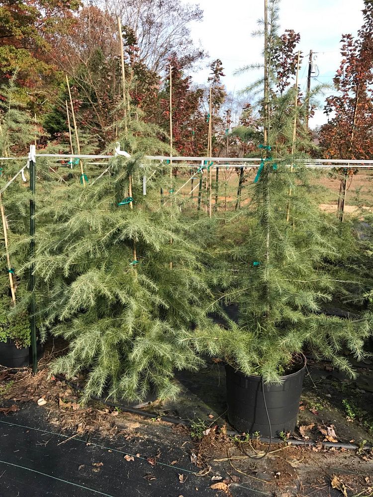cedrus-deodara-deodar-cedar-himalayan-cedar