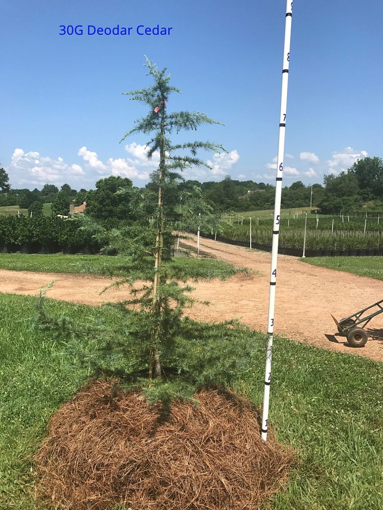 cedrus-deodara-deodar-cedar-himalayan-cedar