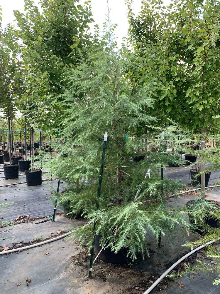 cedrus-deodara-deodar-cedar-himalayan-cedar