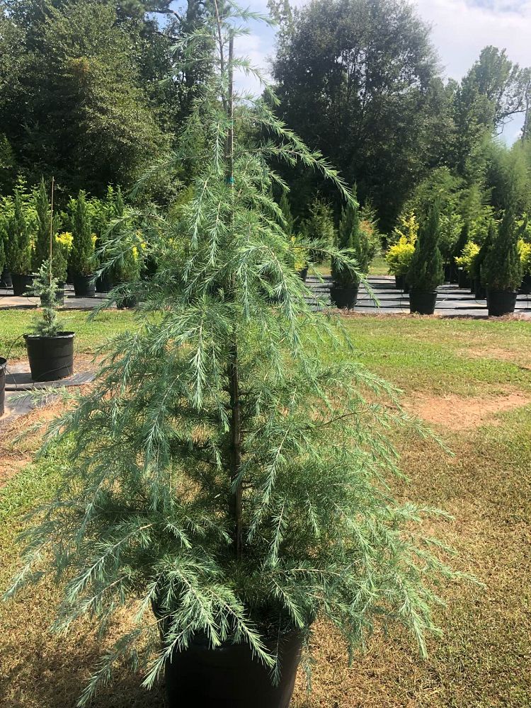 cedrus-deodara-deodar-cedar-himalayan-cedar
