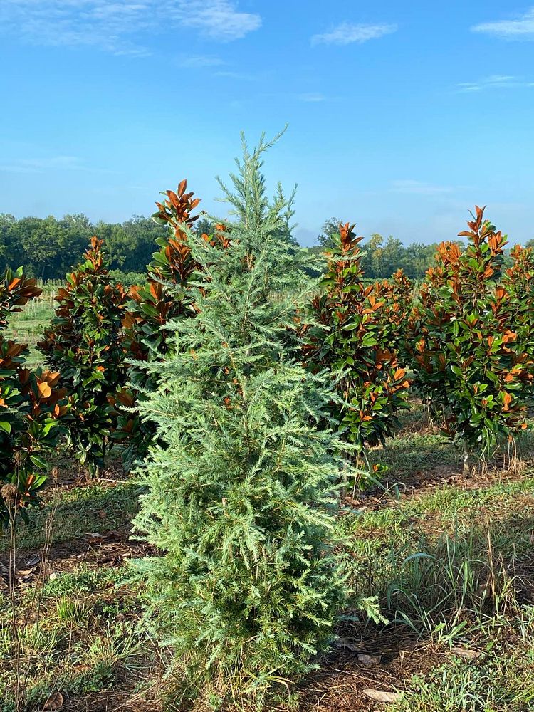 cedrus-deodara-deodar-cedar-himalayan-cedar