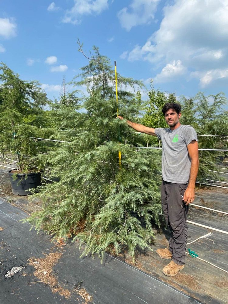 cedrus-deodara-deodar-cedar-himalayan-cedar