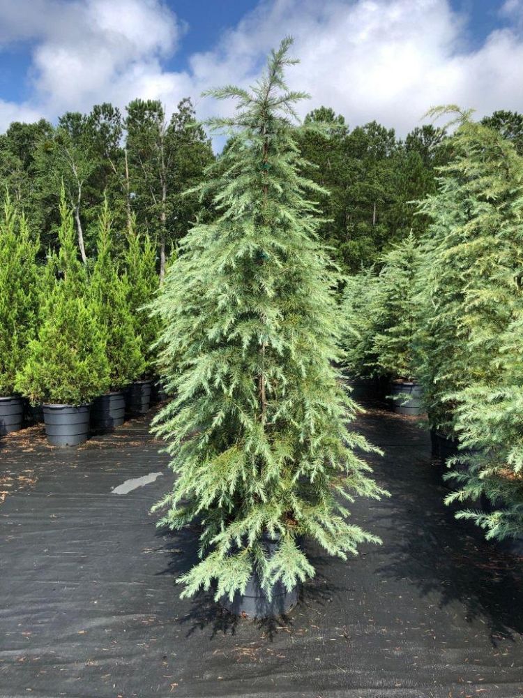 cedrus-deodara-deodar-cedar-himalayan-cedar
