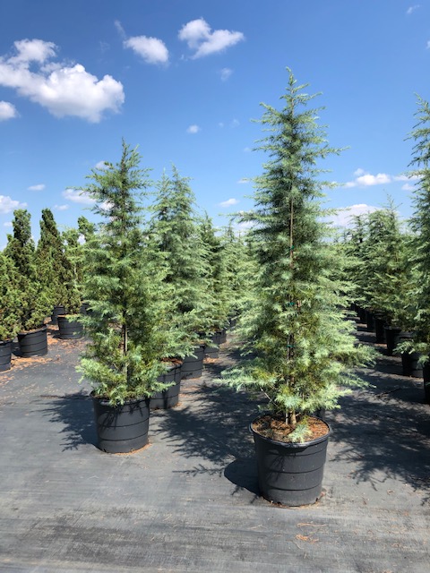 cedrus-deodara-deodar-cedar-himalayan-cedar