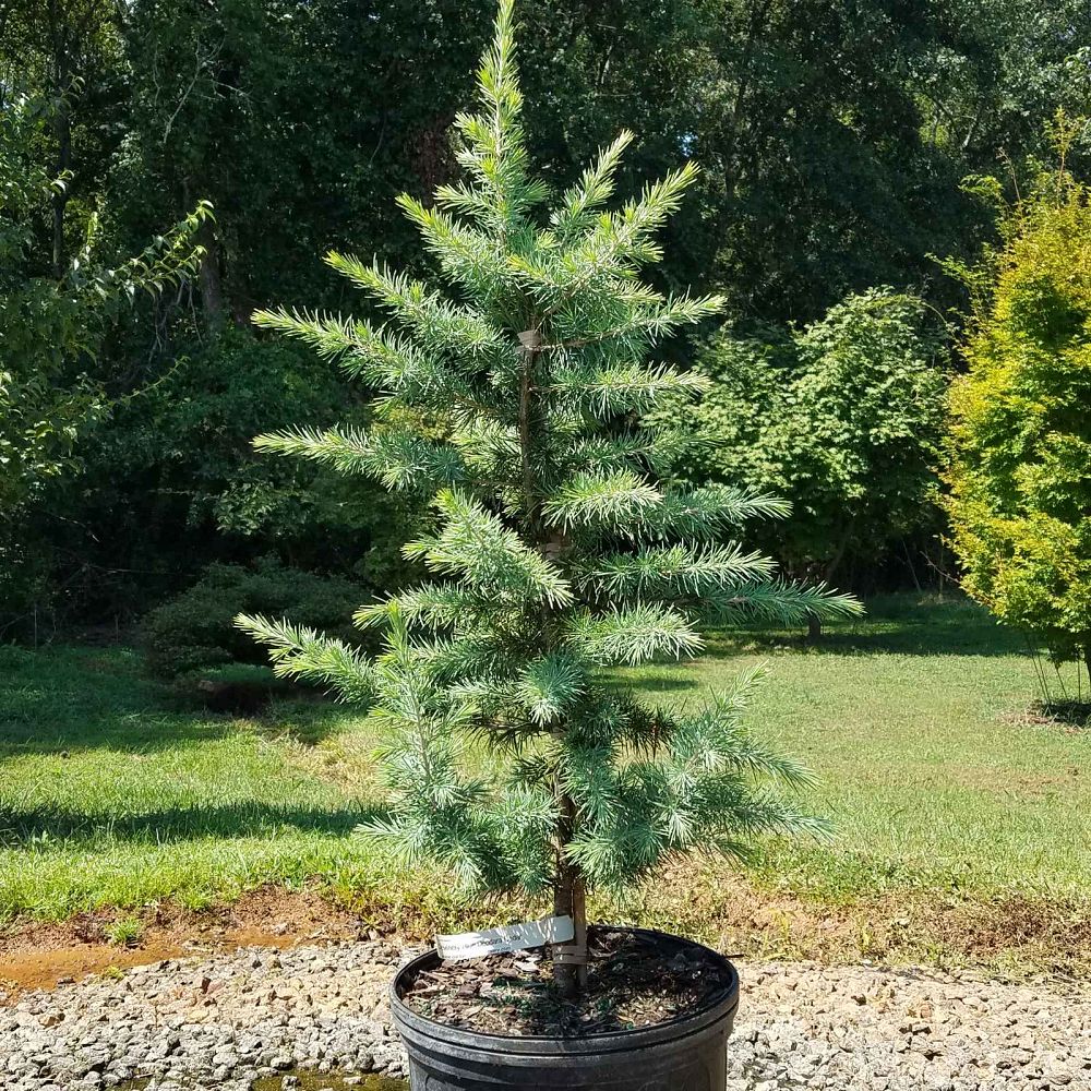 cedrus-deodara-divinely-blue-deodar-cedar-himalayan-cedar