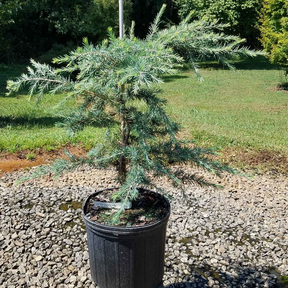 cedrus-deodara-feelin-blue-deodar-cedar-himalayan-cedar