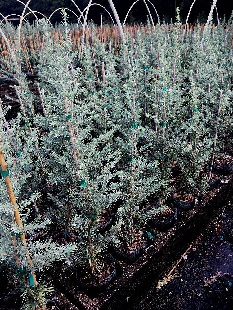 cedrus-deodara-patti-faye-deodar-cedar-himalayan-cedar