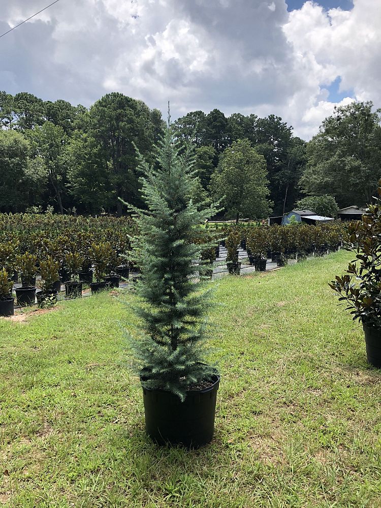cedrus-deodara-patti-faye-deodar-cedar-himalayan-cedar