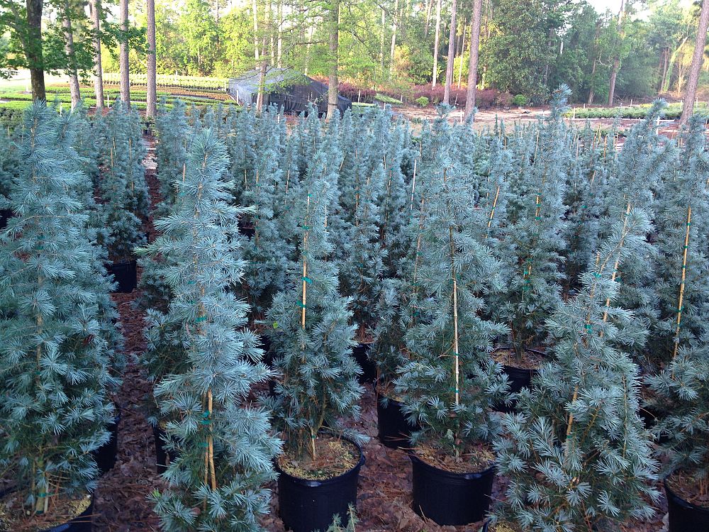 cedrus-deodara-patti-faye-deodar-cedar-himalayan-cedar