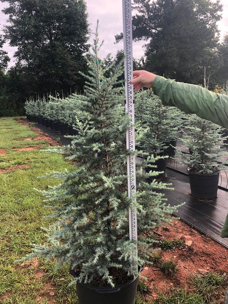 cedrus-deodara-patti-faye-deodar-cedar-himalayan-cedar