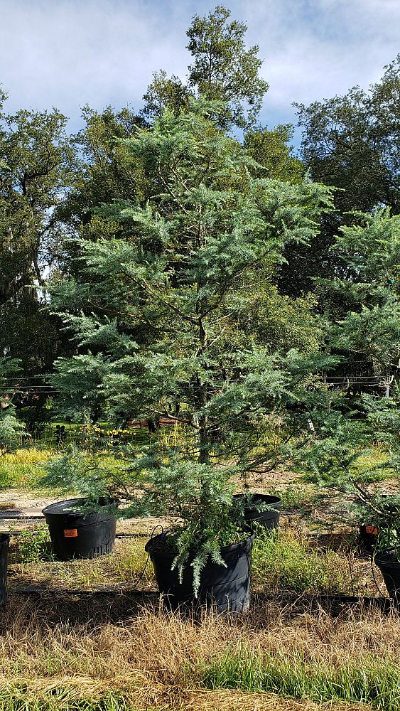cedrus-deodara-patti-faye-deodar-cedar-himalayan-cedar