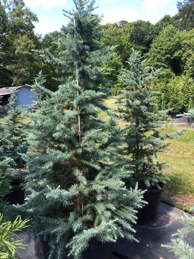 cedrus-deodara-patti-faye-deodar-cedar-himalayan-cedar