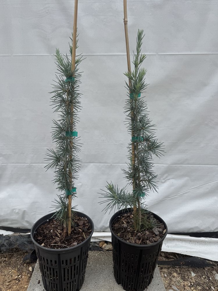 cedrus-deodara-patti-faye-deodar-cedar-himalayan-cedar
