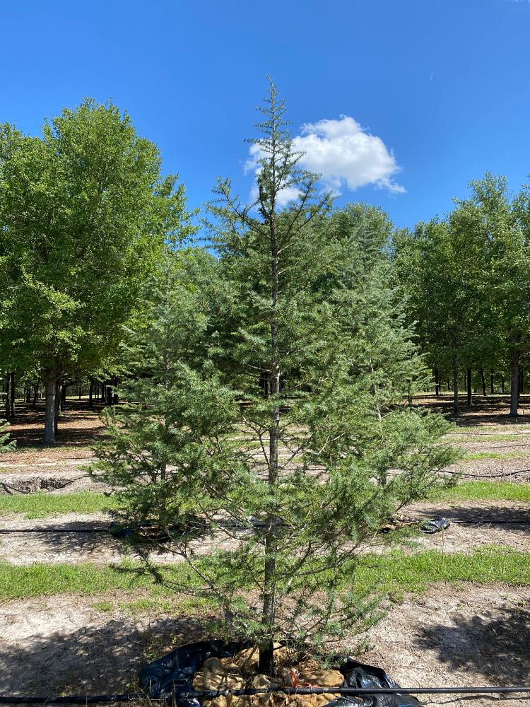 cedrus-deodara-patti-faye-deodar-cedar-himalayan-cedar