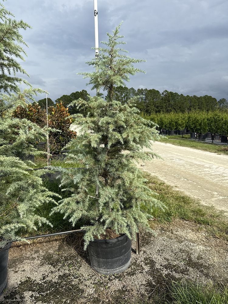 cedrus-deodara-patti-faye-deodar-cedar-himalayan-cedar
