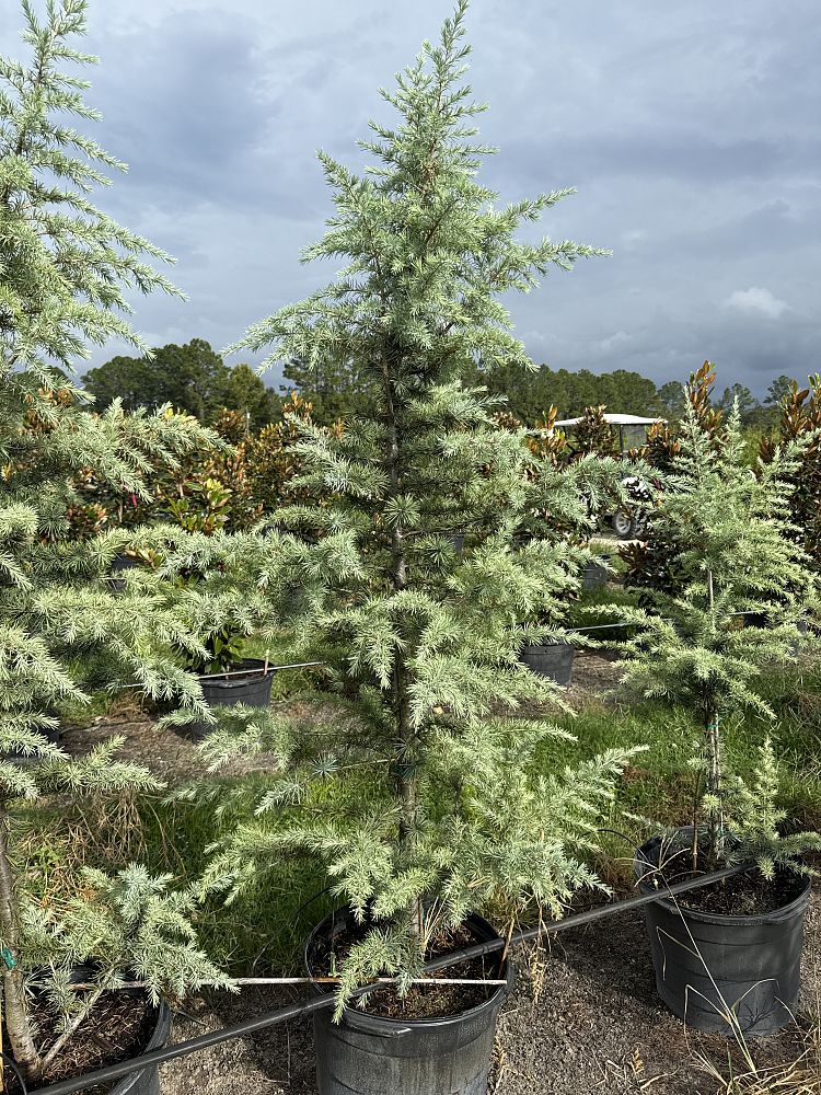 cedrus-deodara-patti-faye-deodar-cedar-himalayan-cedar