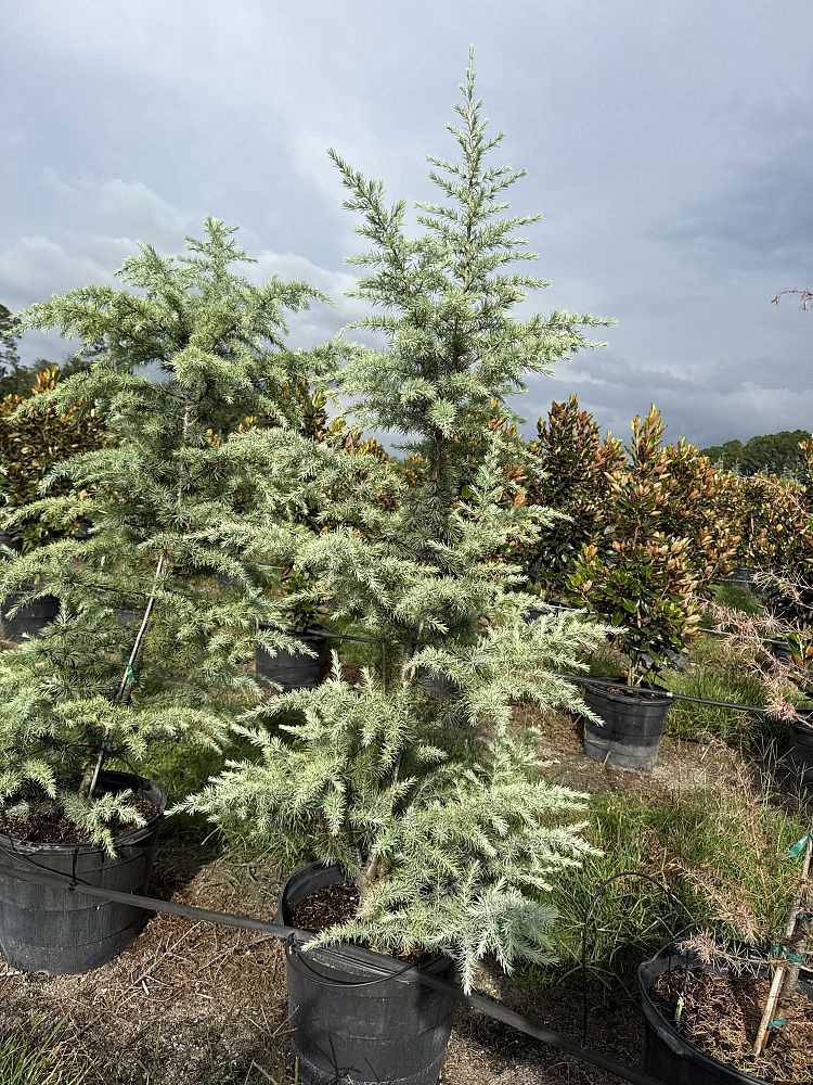 cedrus-deodara-patti-faye-deodar-cedar-himalayan-cedar