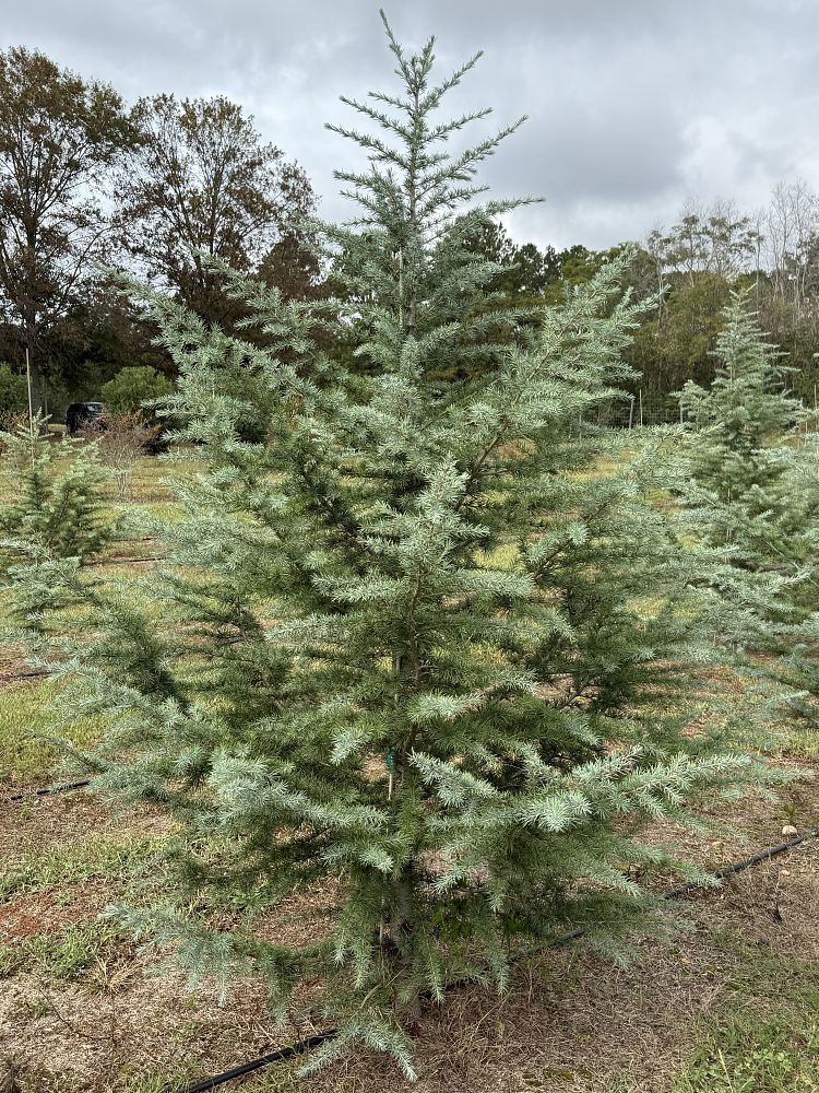 cedrus-deodara-patti-faye-deodar-cedar-himalayan-cedar