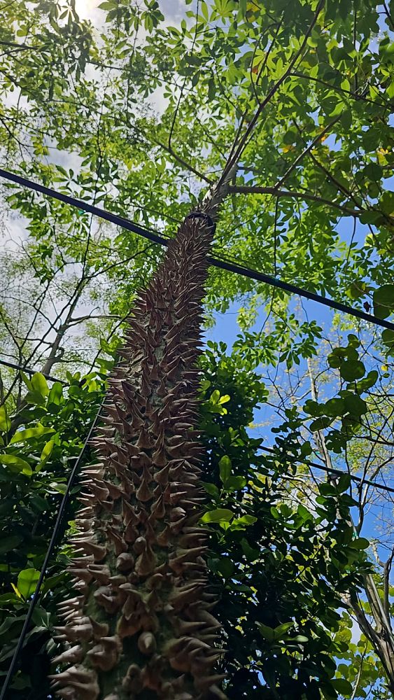 ceiba-acuminata-silk-cotton-tree-kapok-tree
