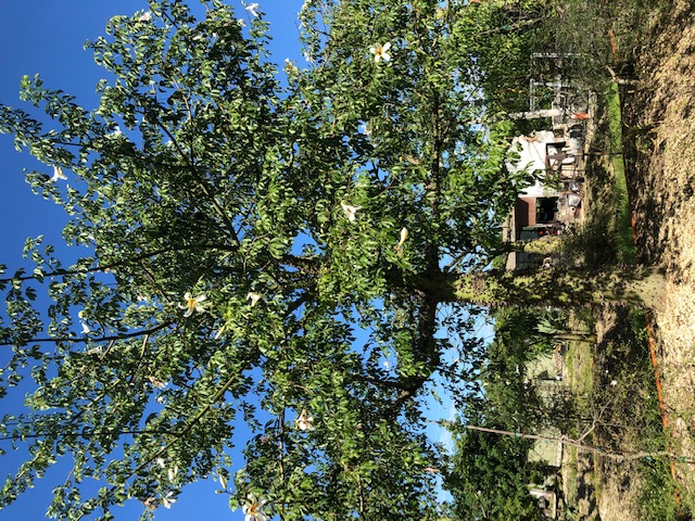ceiba-chodatii