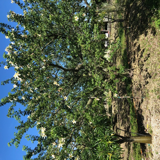 ceiba-chodatii