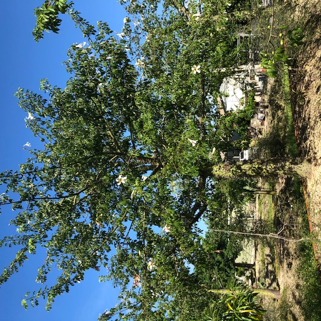 ceiba-chodatii