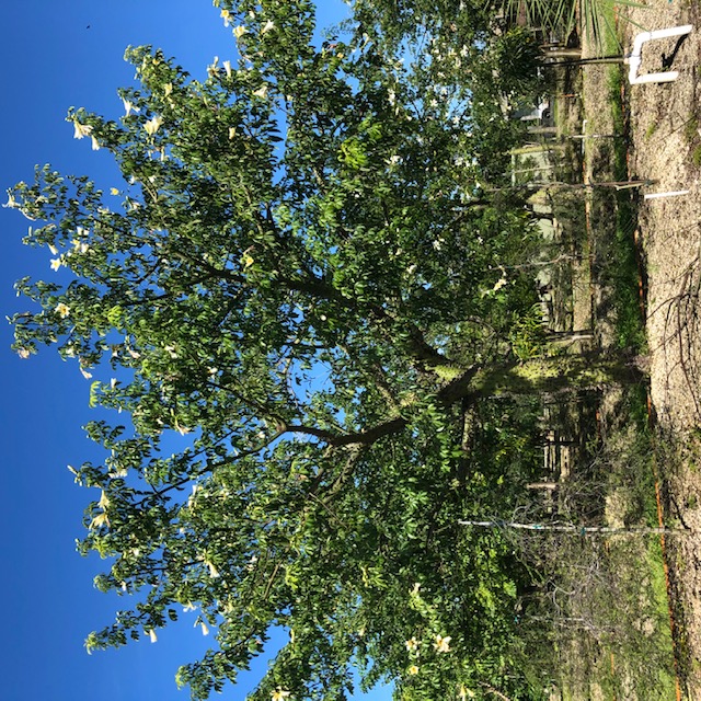 ceiba-chodatii
