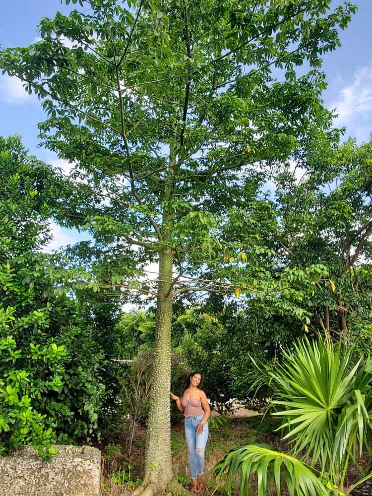 ceiba-kapok-tree